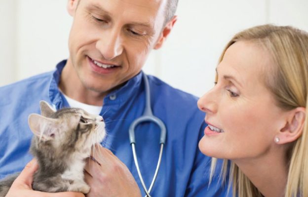 Mid aged male vet and young female vet with a cat